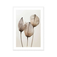 Faded Petal Trio
