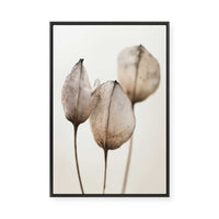Faded Petal Trio | Framed Canvas