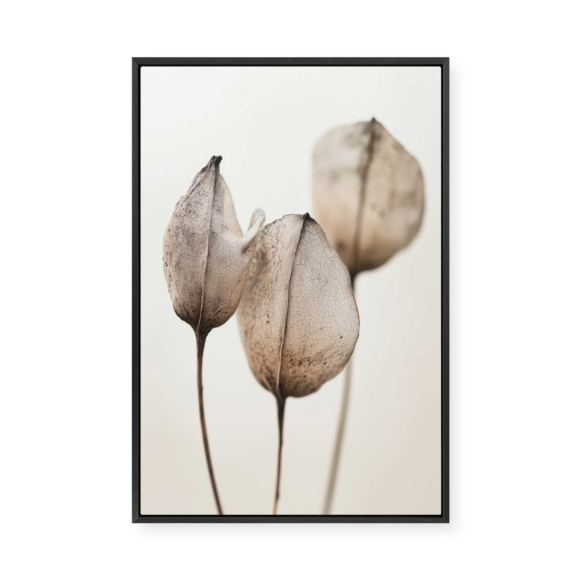 Faded Petal Trio | Framed Canvas
