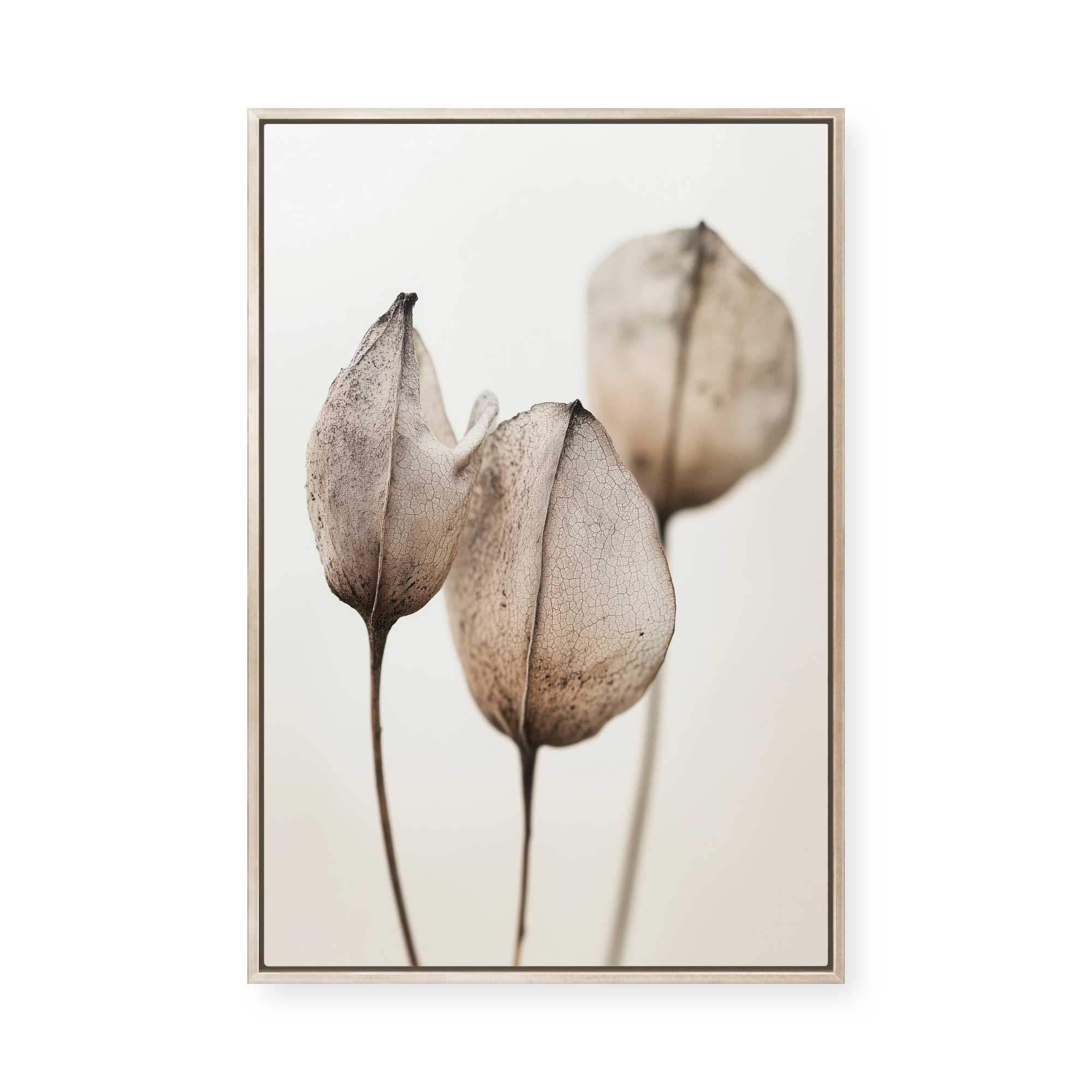 Faded Petal Trio | Framed Canvas