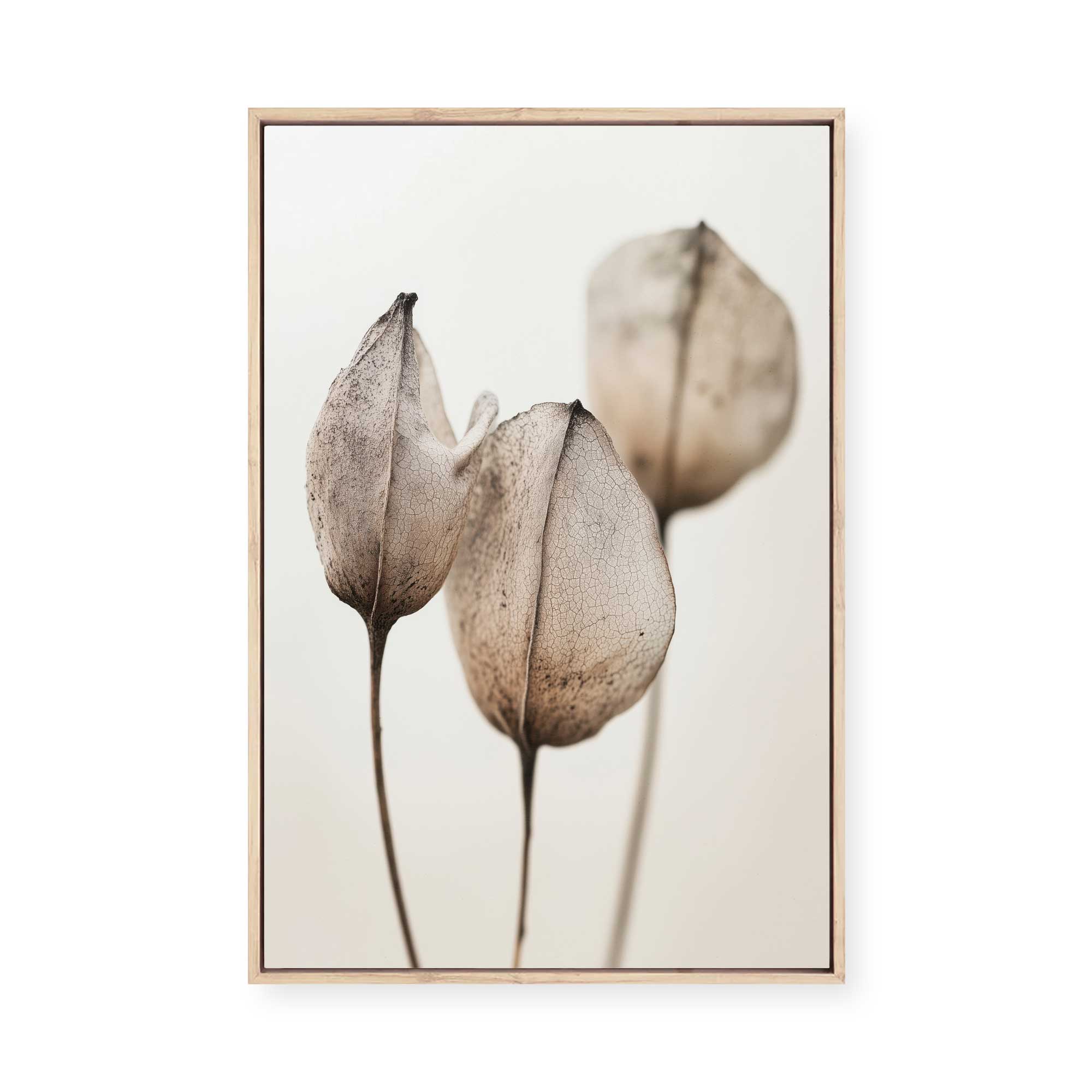 Faded Petal Trio | Framed Canvas