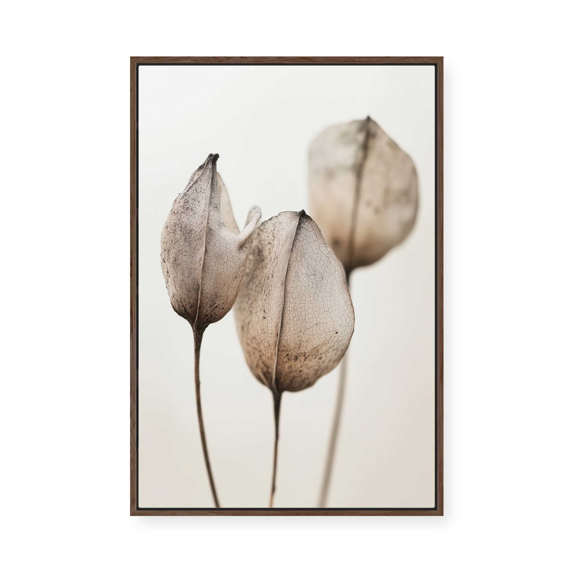 Faded Petal Trio | Framed Canvas