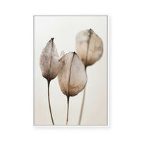 Faded Petal Trio | Framed Canvas