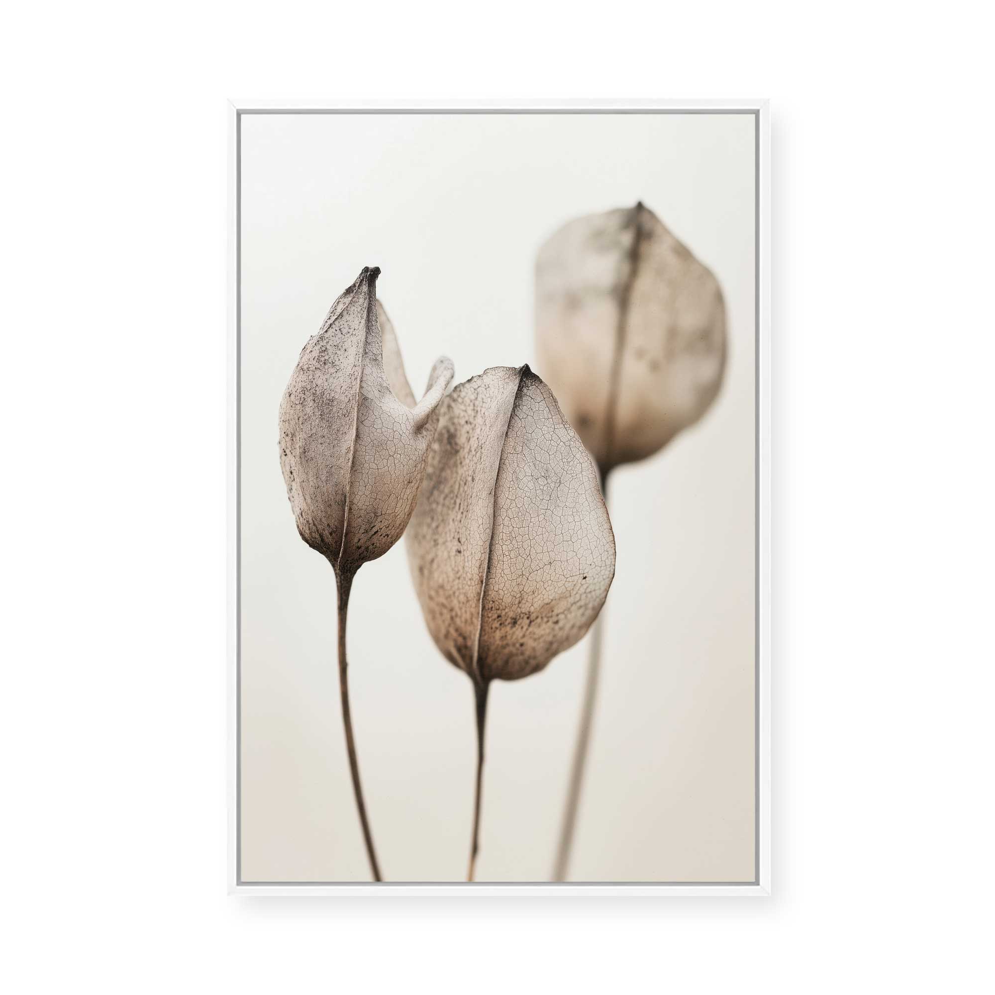 Faded Petal Trio | Framed Canvas