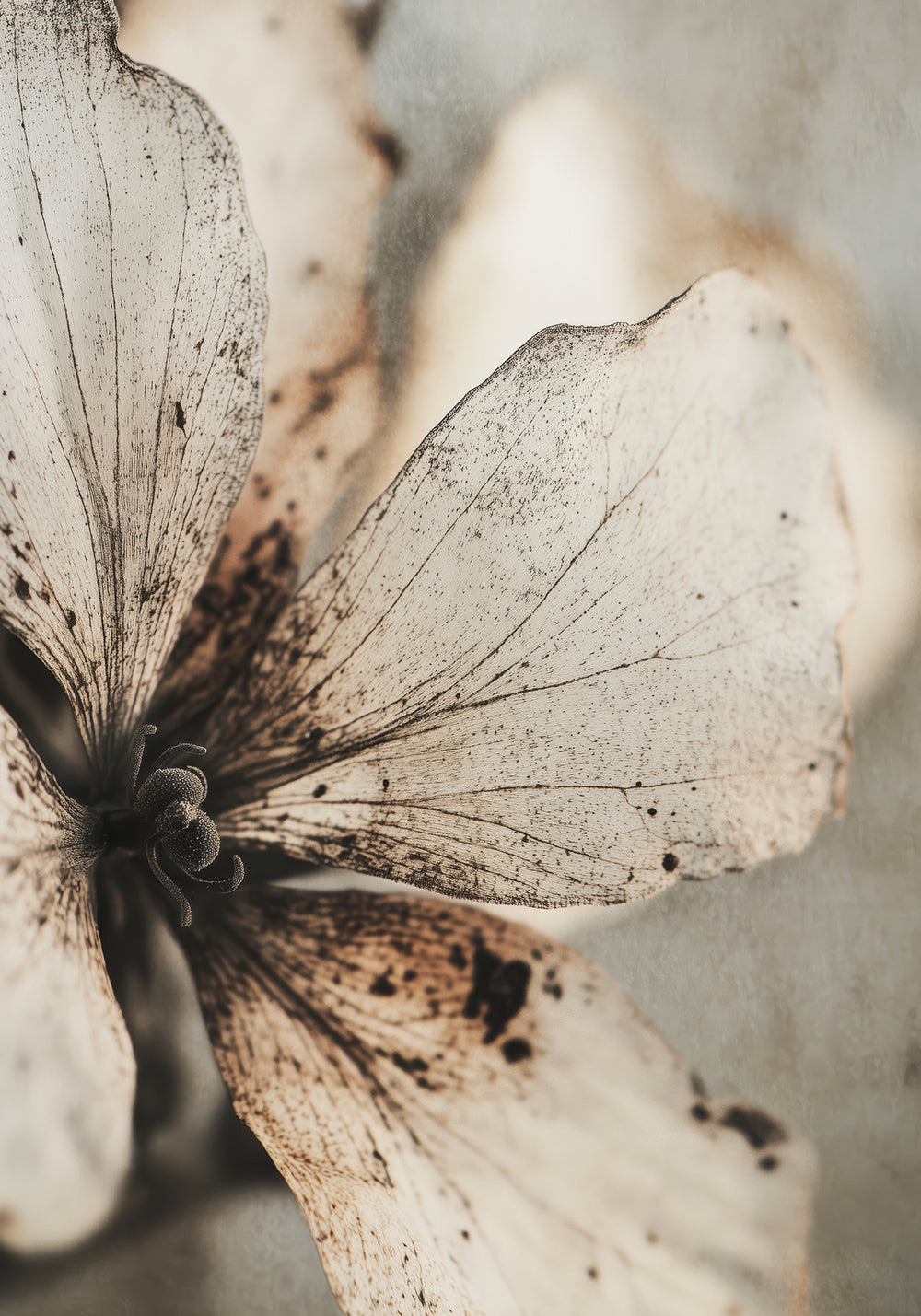Faded Petal Whisper