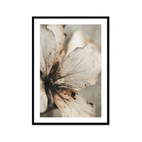 Faded Petal Whisper