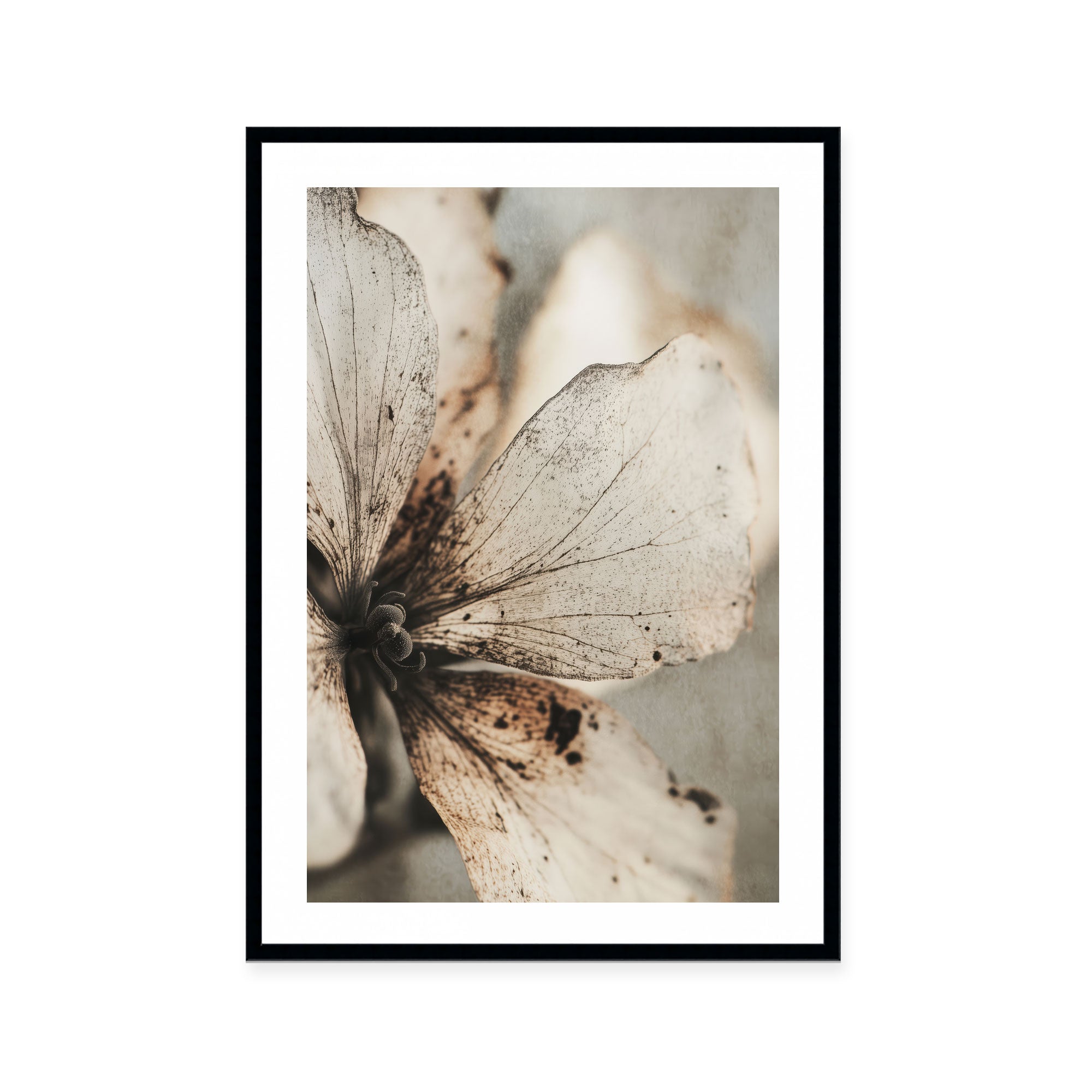Faded Petal Whisper