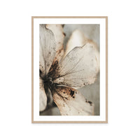 Faded Petal Whisper