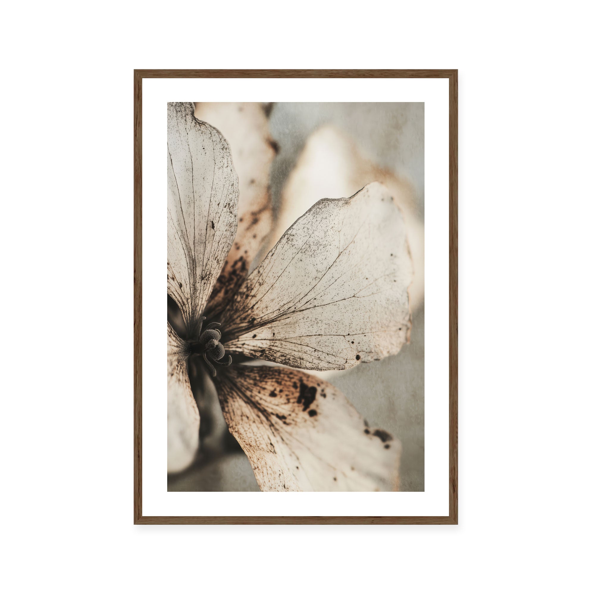 Faded Petal Whisper