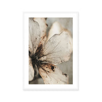 Faded Petal Whisper
