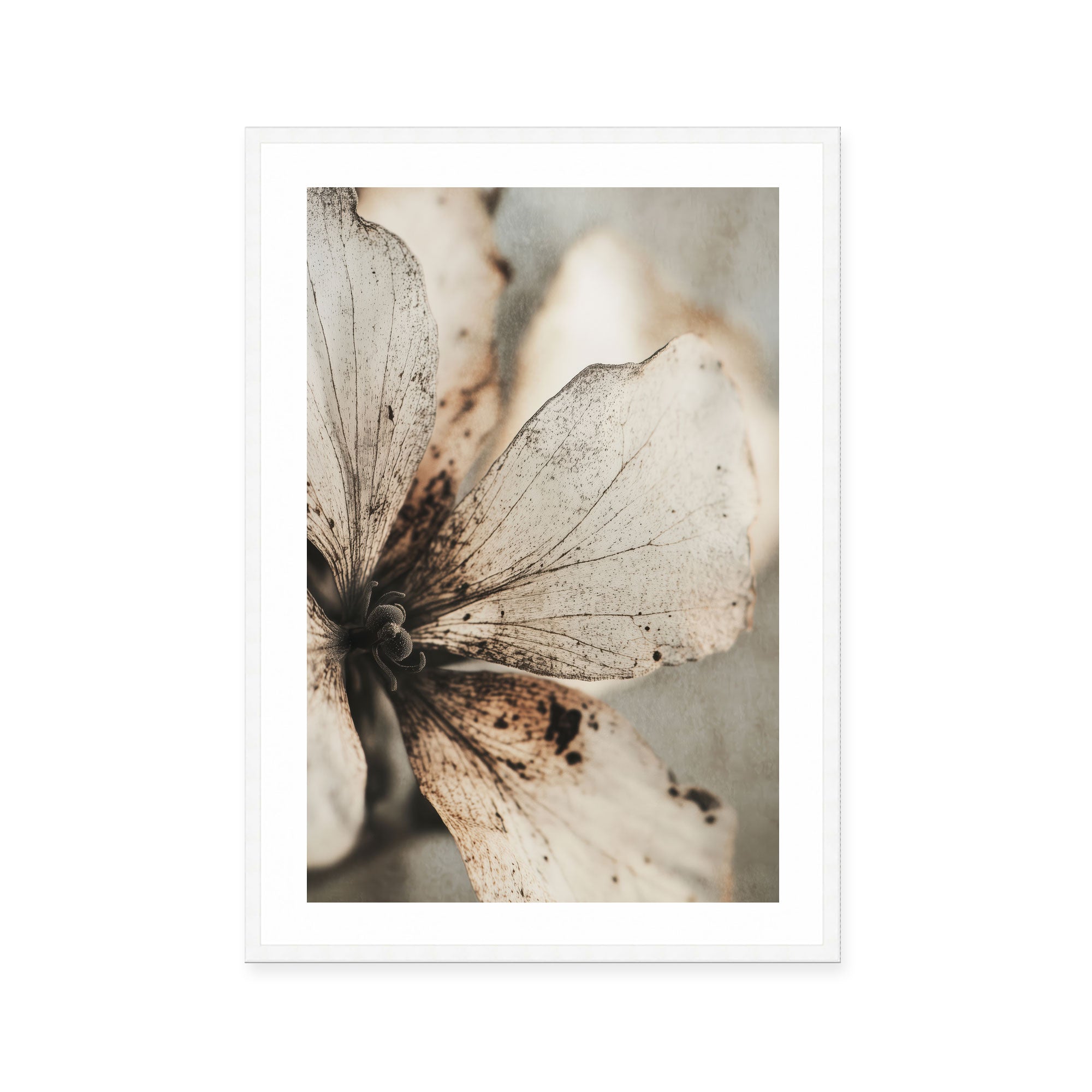 Faded Petal Whisper