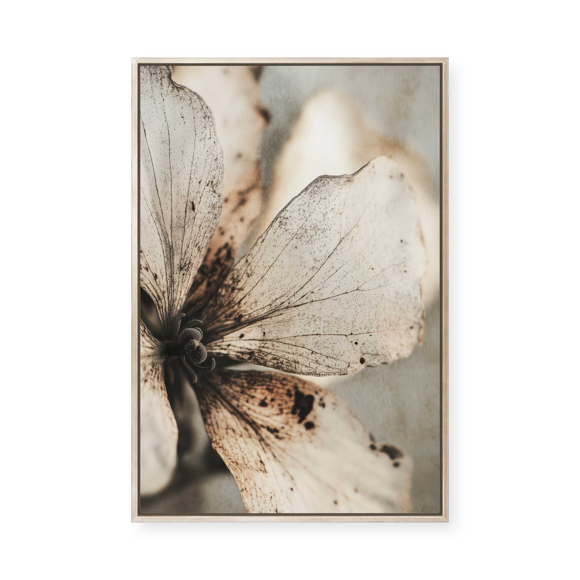 Faded Petal Whisper | Framed Canvas