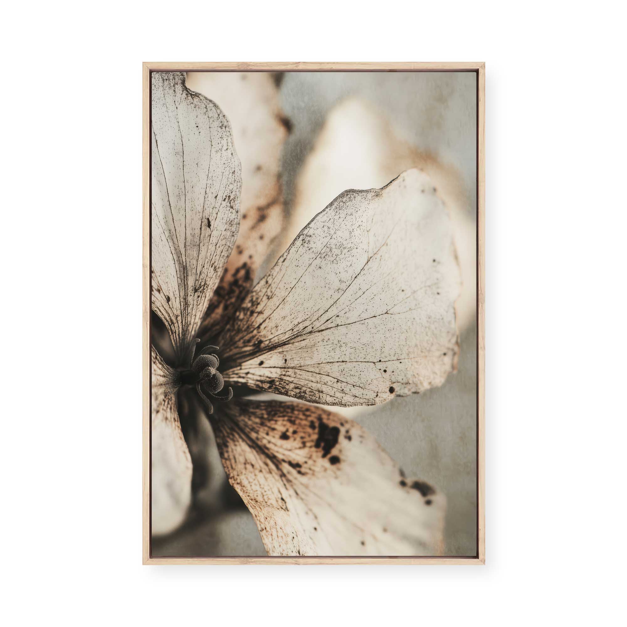 Faded Petal Whisper | Framed Canvas