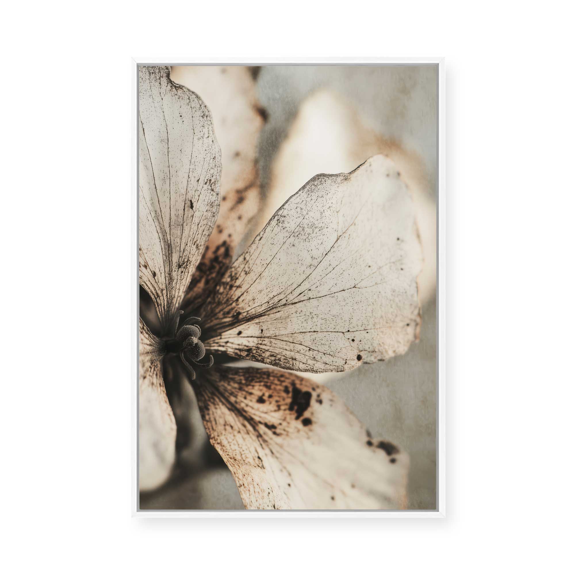 Faded Petal Whisper | Framed Canvas