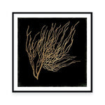 Gold Coral I