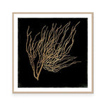 Gold Coral I