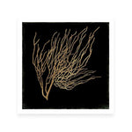 Gold Coral I