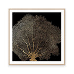 Honey Comb Coral II