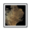 Honey Comb Coral I