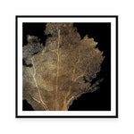 Honey Comb Coral I