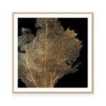 Honey Comb Coral I