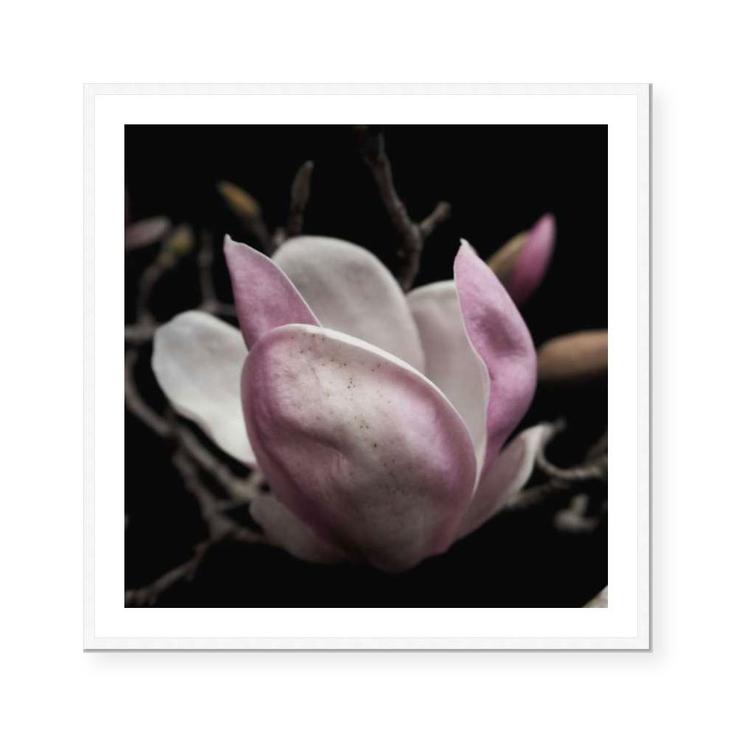 Magnolia Blush | Katie Clulow