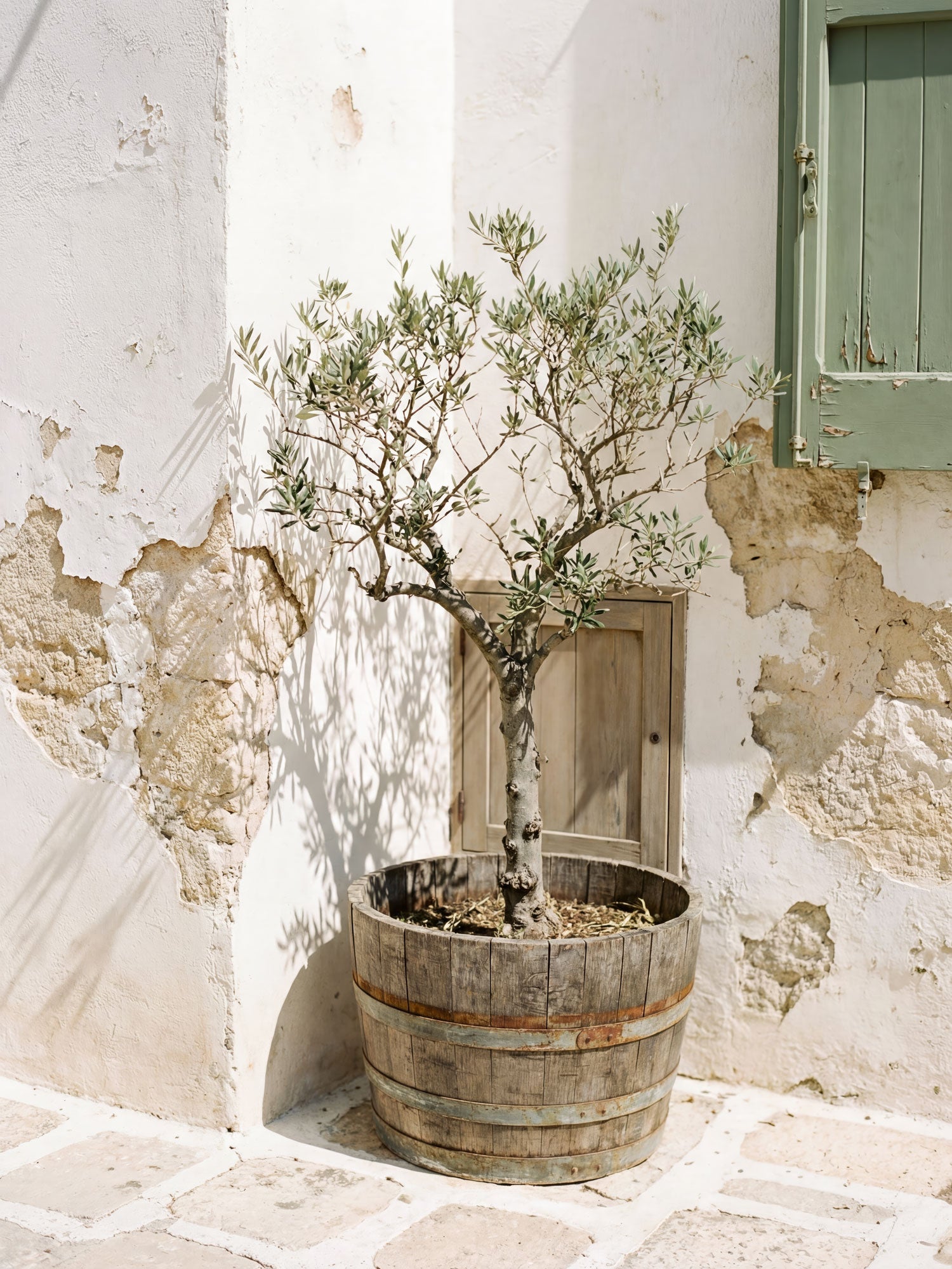 Mediterranean Olive Tree