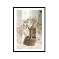 Mediterranean Olive Tree