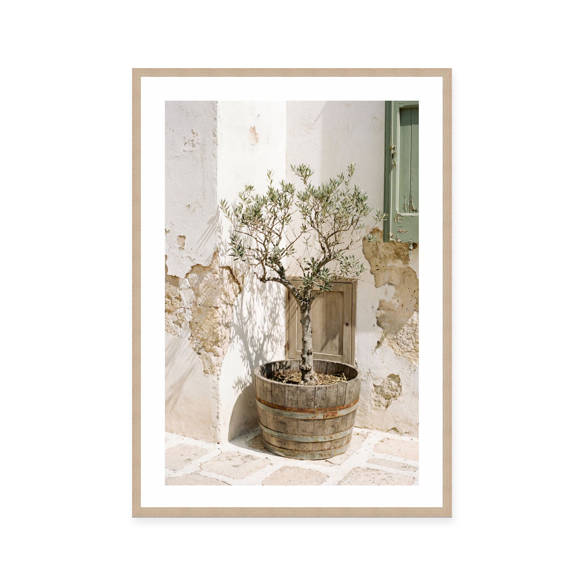 Mediterranean Olive Tree