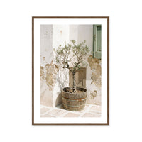 Mediterranean Olive Tree