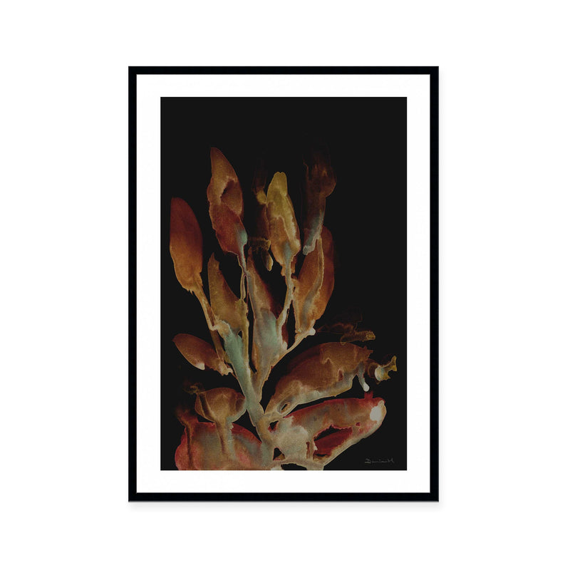 Midnight Coral