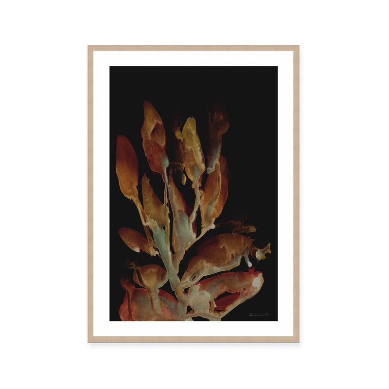 Midnight Coral
