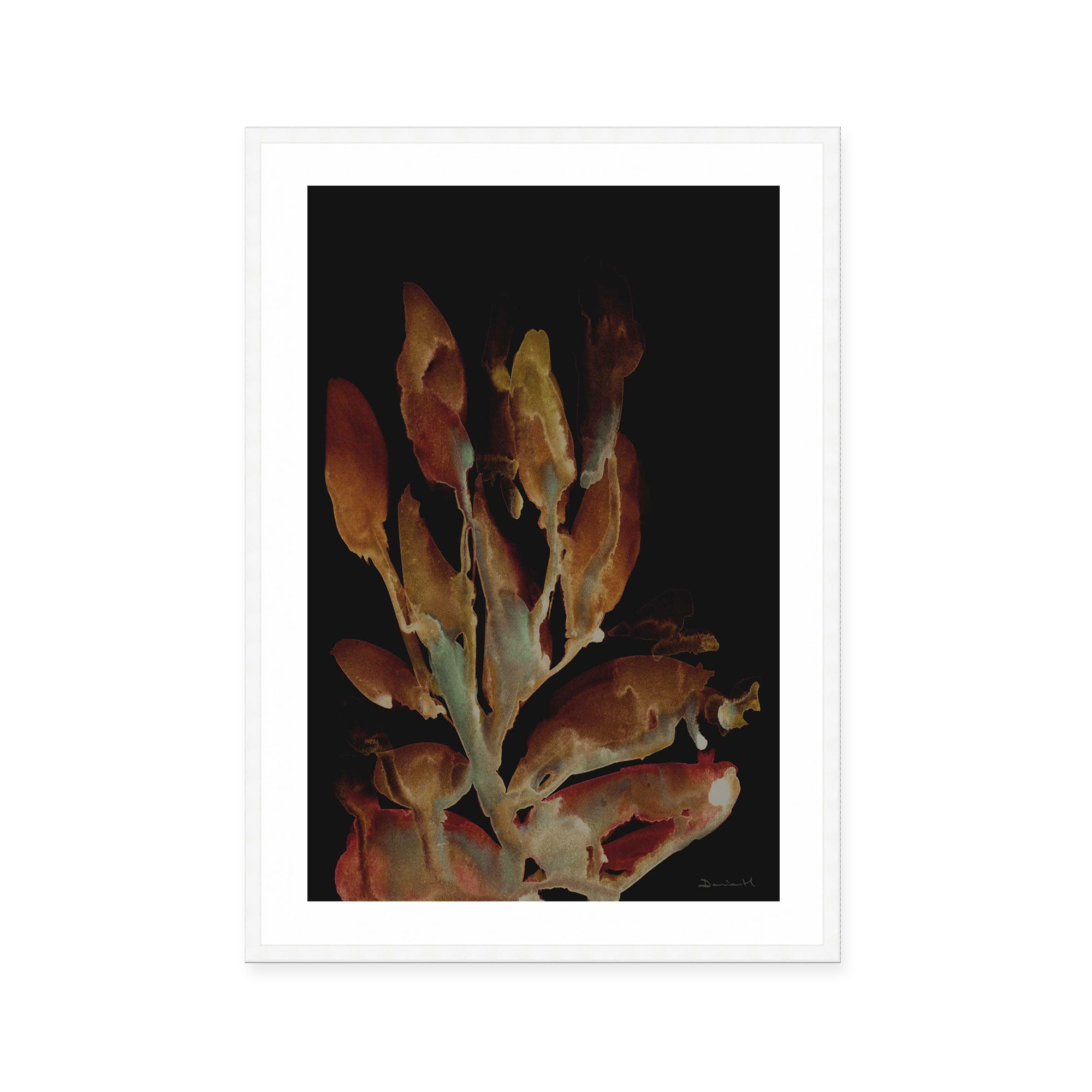 Midnight Coral