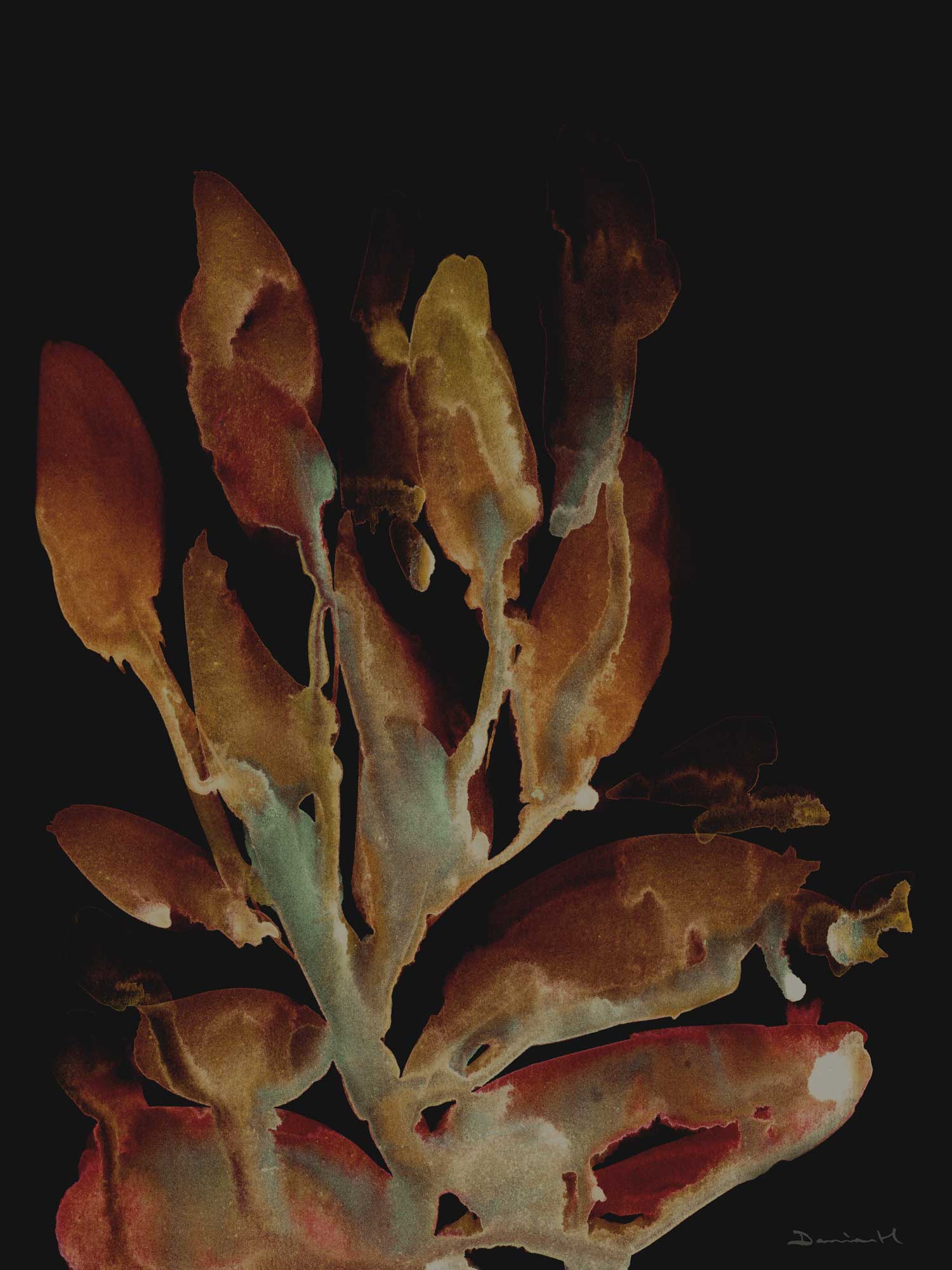 Midnight Coral