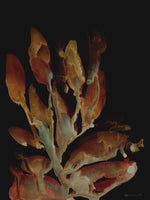 Midnight Coral