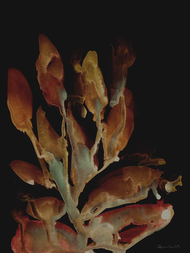 Midnight Coral