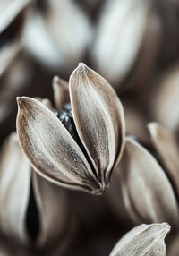 Nature's Embrace