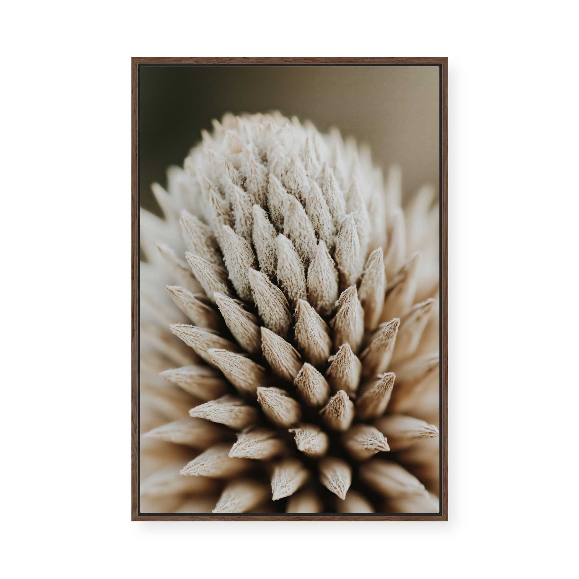 Nature's Geometry | Framed Canvas