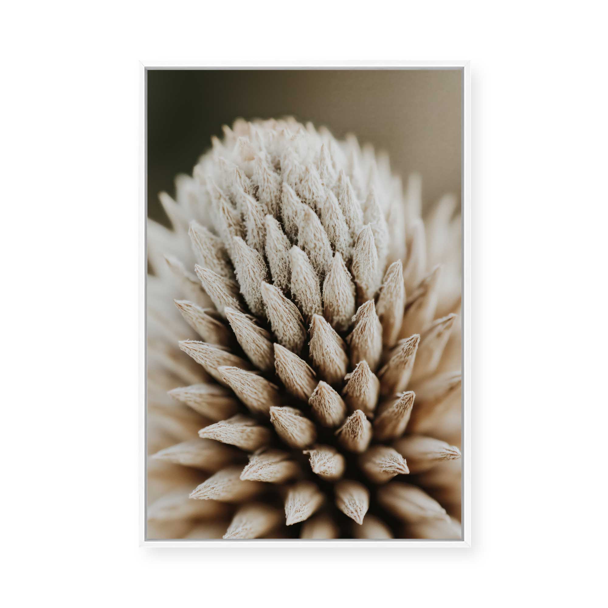 Nature's Geometry | Framed Canvas