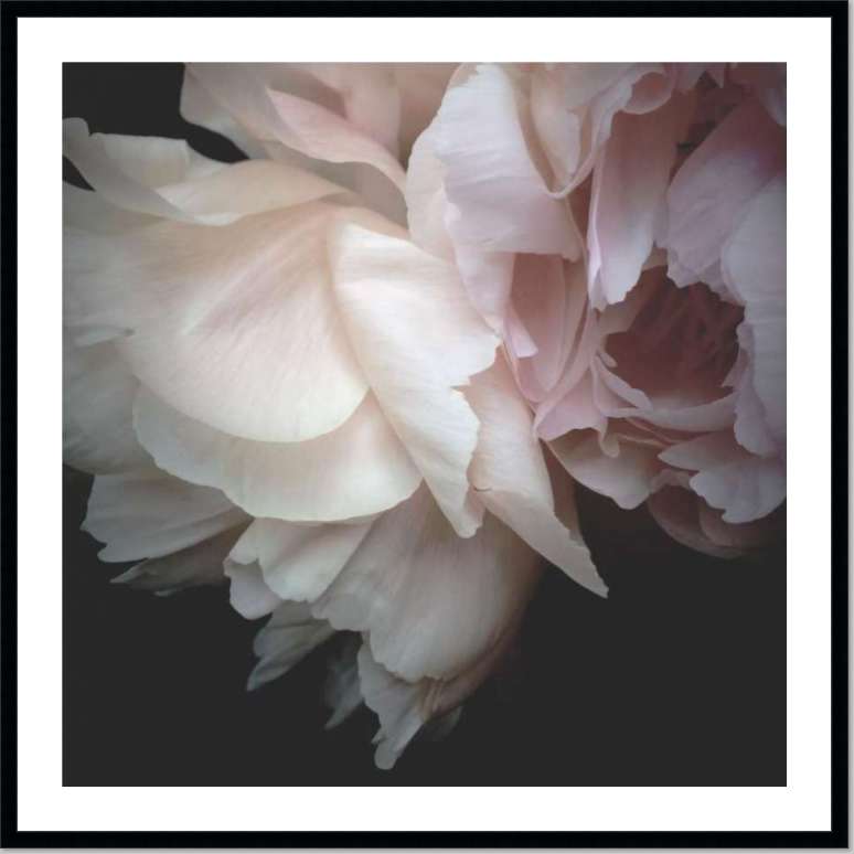 Peony | Katie Clulow