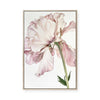 Peony Bloom | Framed Canvas