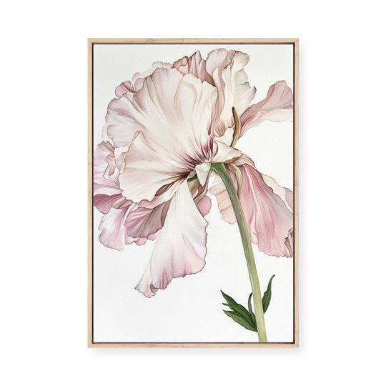 Peony Bloom | Framed Canvas