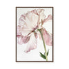 Peony Bloom | Framed Canvas