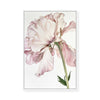 Peony Bloom | Framed Canvas