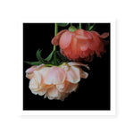 Peony Pair | Katie Clulow