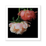 Peony Pair | Katie Clulow