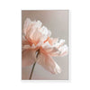 Pink Peony | Framed Canvas