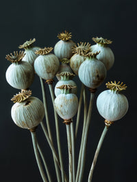 Seed Stillness