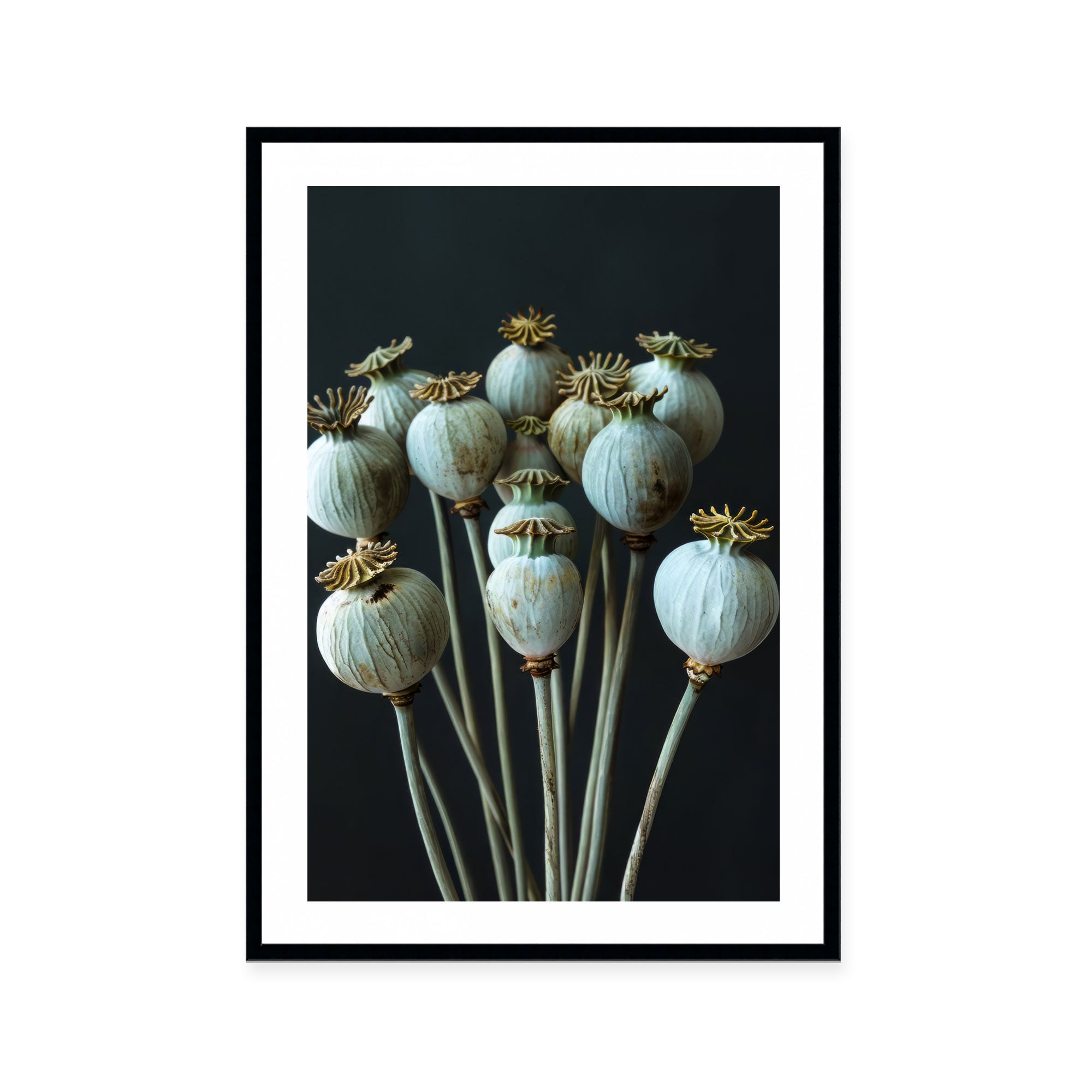 Seed Stillness