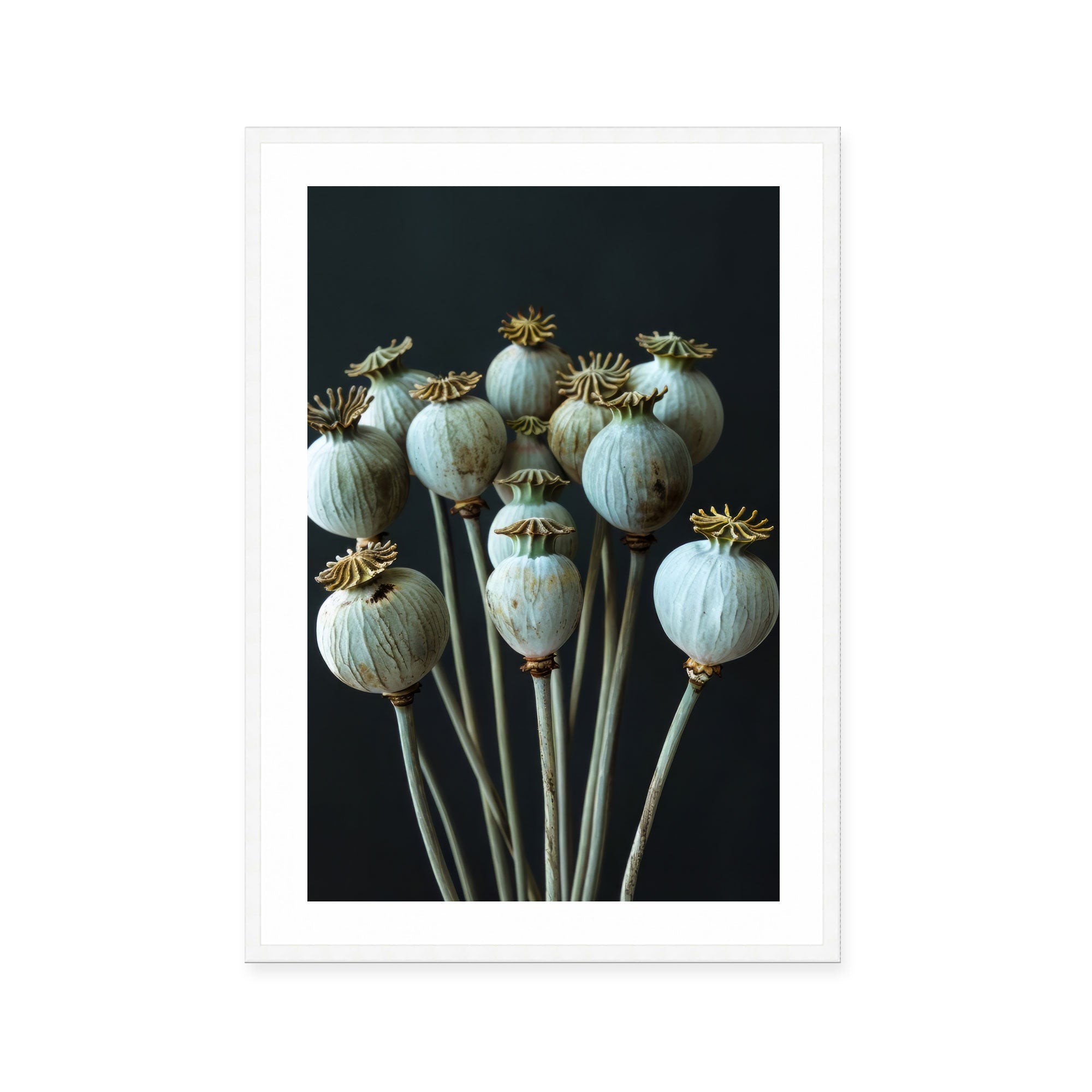 Seed Stillness